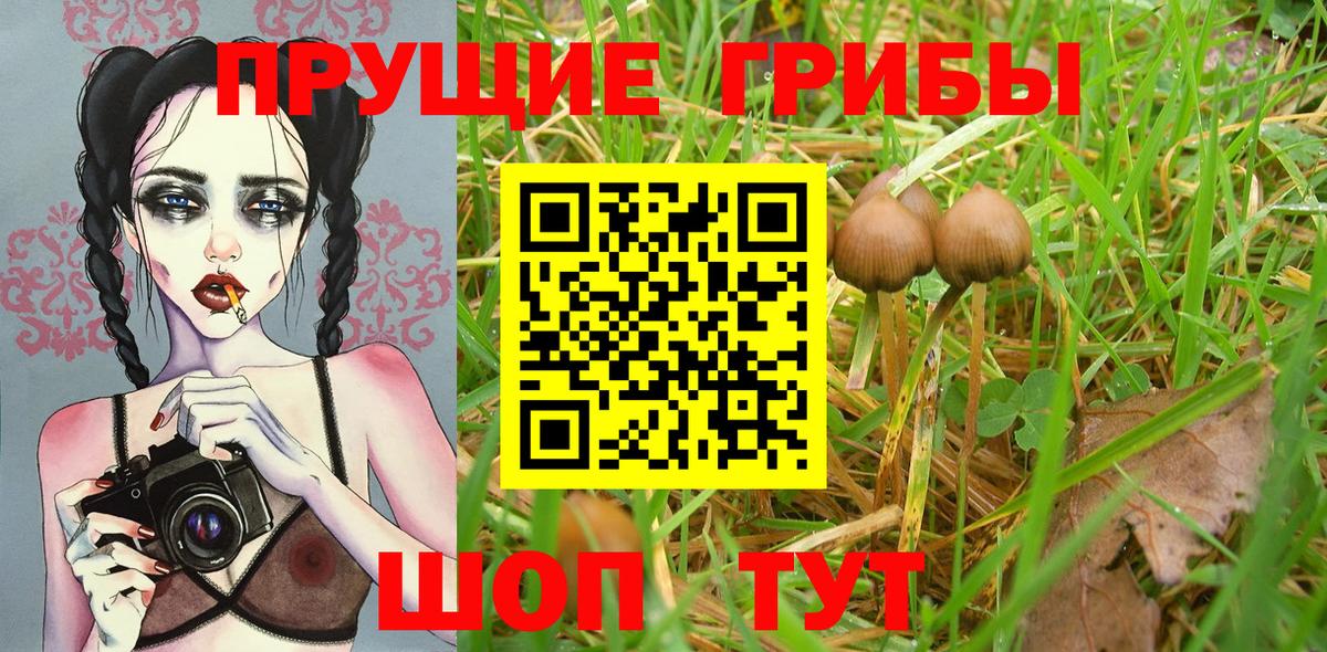 Кореновск  Псилоцибиновые грибы Psilocybe  Вход с VPN 